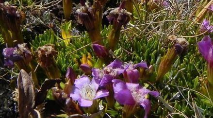 Hercampuri Andino: ayuda natural para adelgazar