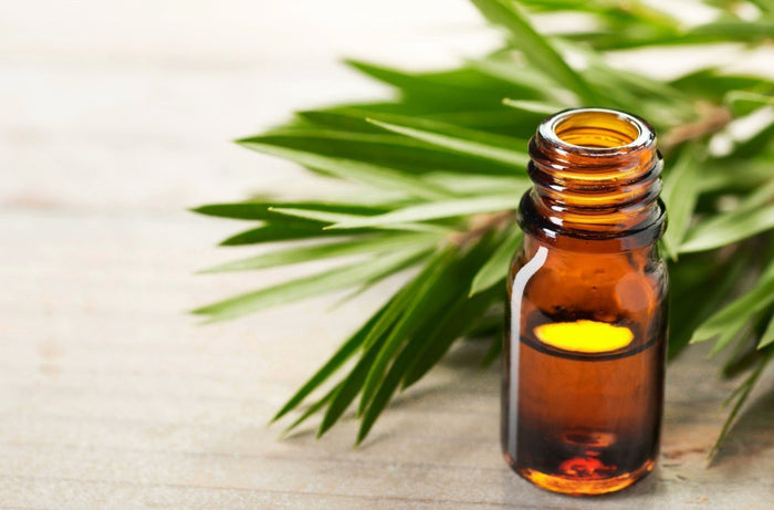 60 usos para el aceite de árbol de te